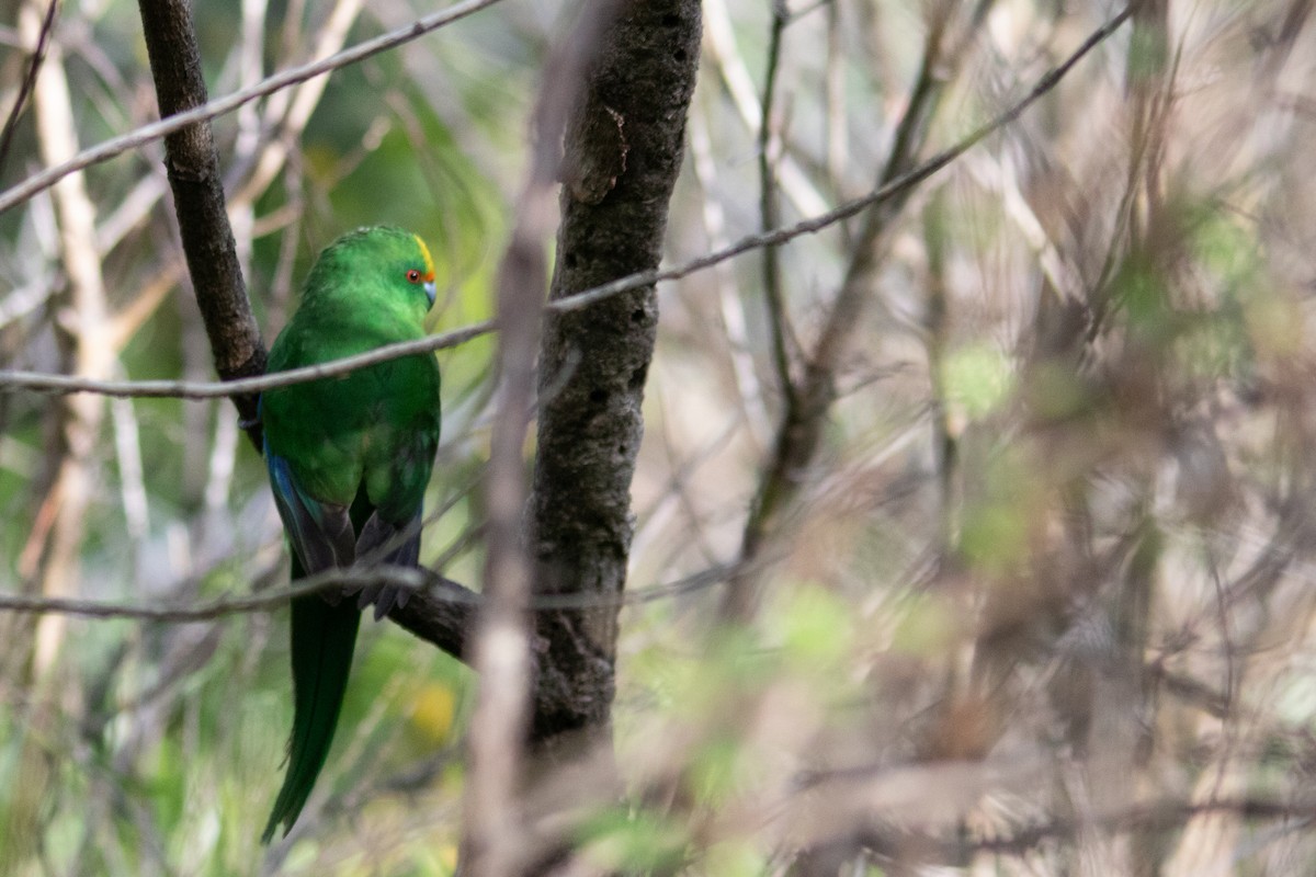 Malherbe's Parakeet - ML642516432