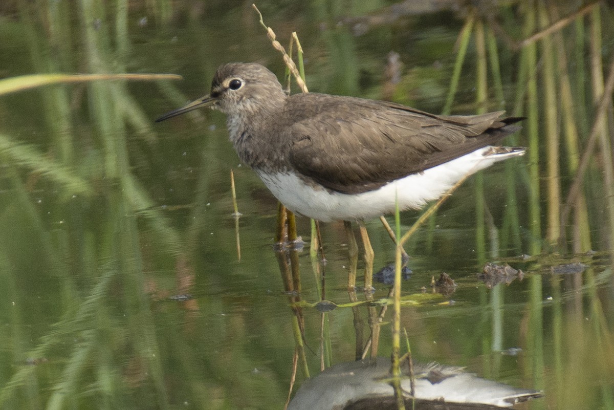 Waldwasserläufer - ML642516451