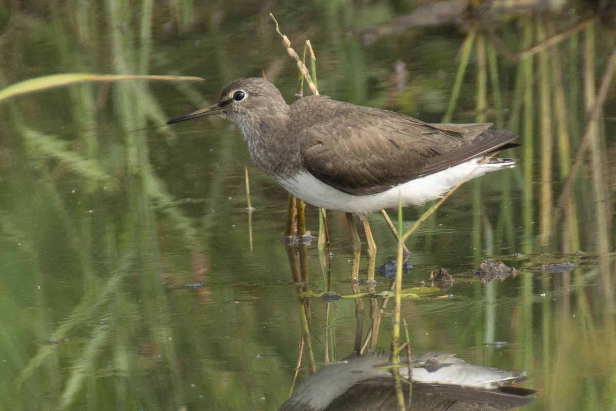 Waldwasserläufer - ML642516452