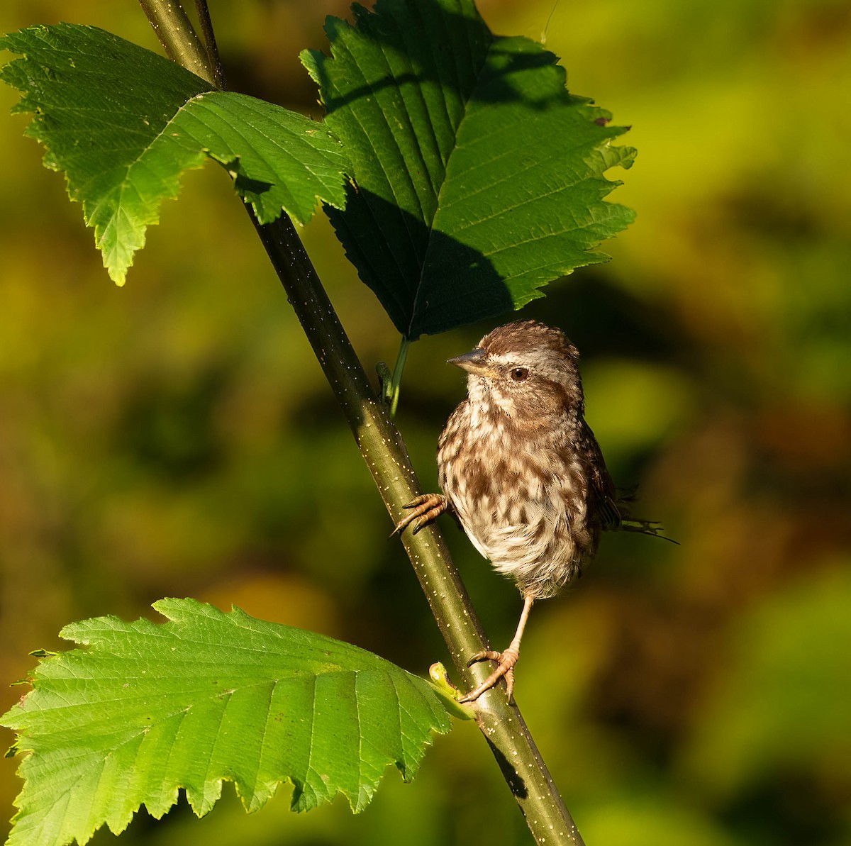 Song Sparrow - ML642516472