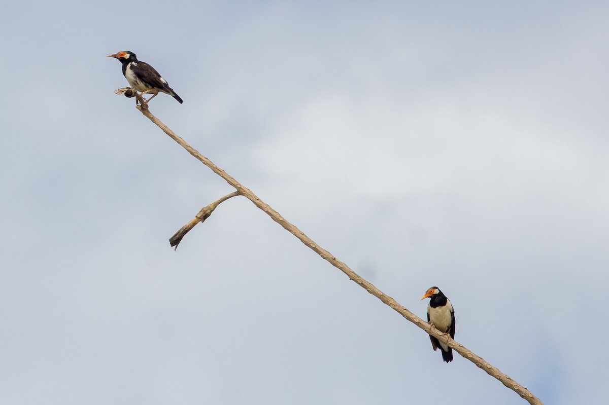 Siamese Pied Starling - ML642516473