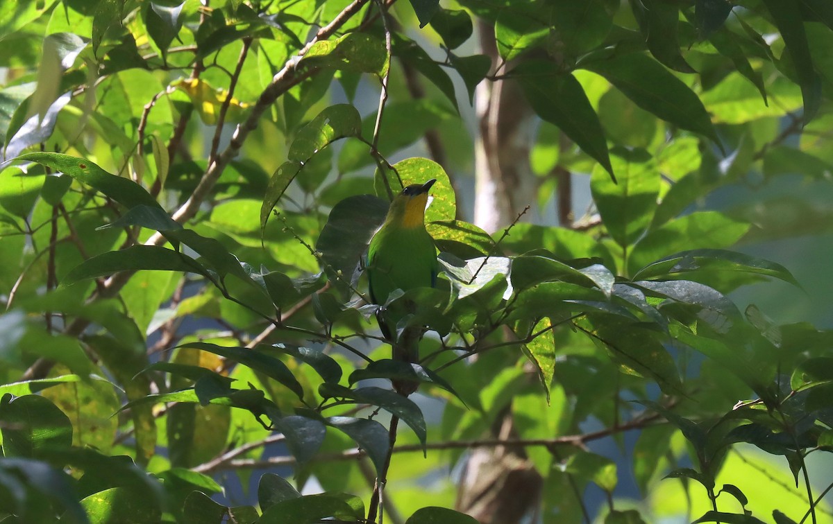 Yellow-throated Leafbird - ML642516474