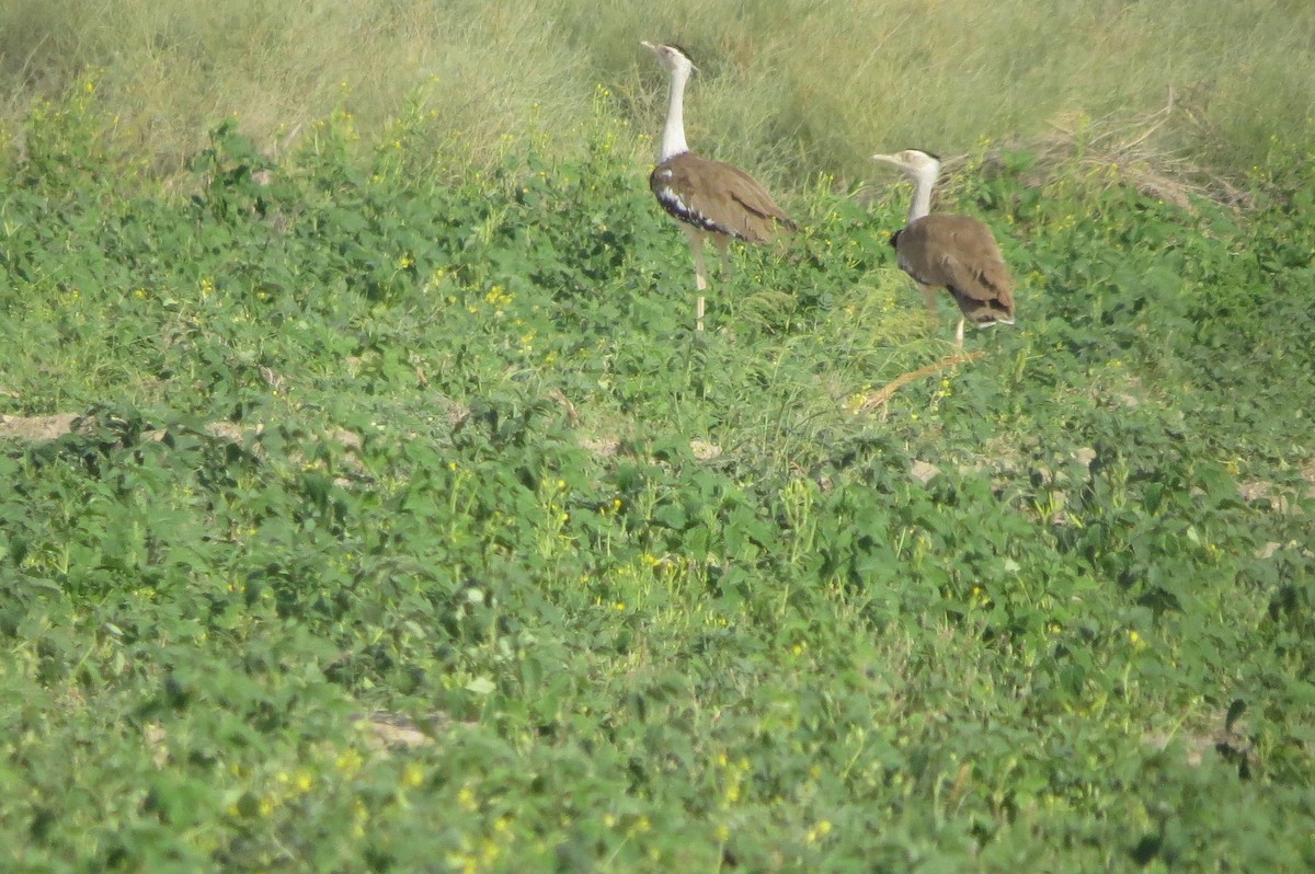 Great Indian Bustard - ML642516476