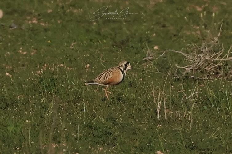 Inland Dotterel - ML642516478
