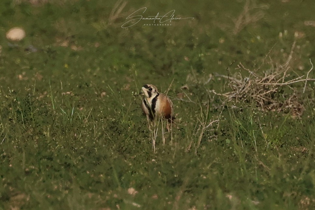 Inland Dotterel - ML642516479