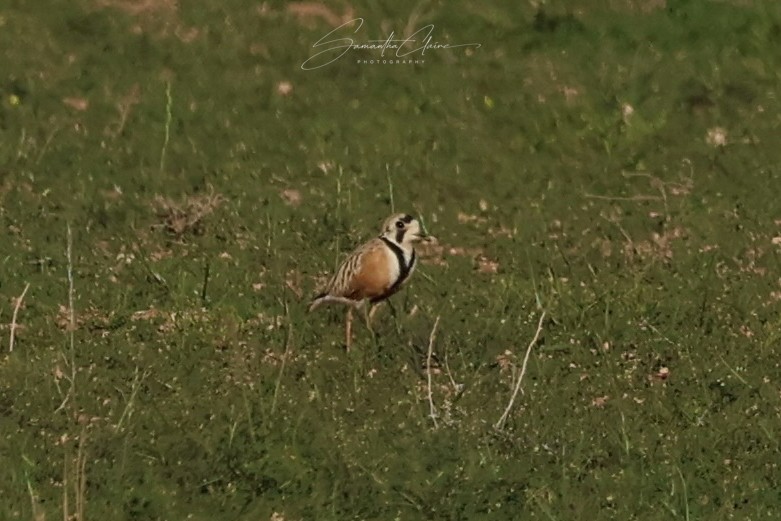Inland Dotterel - ML642516480