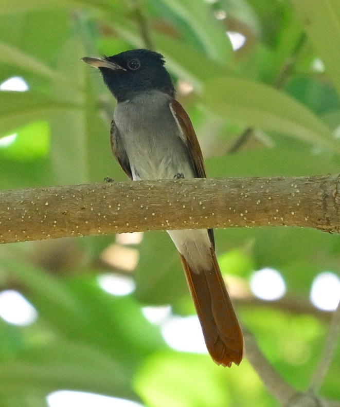 Amur Paradise-Flycatcher - ML642516484