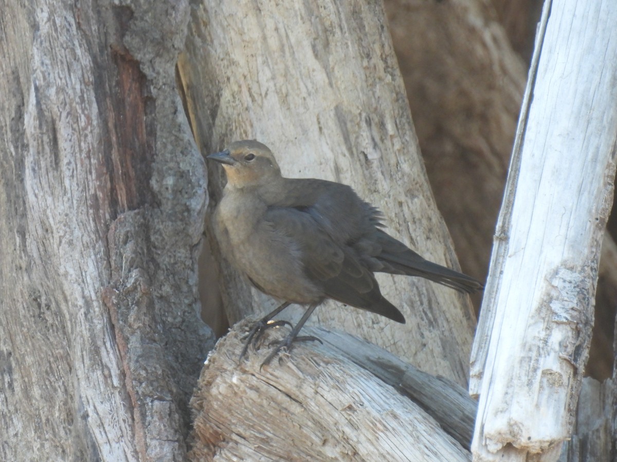 Brewer's Blackbird - ML642516485