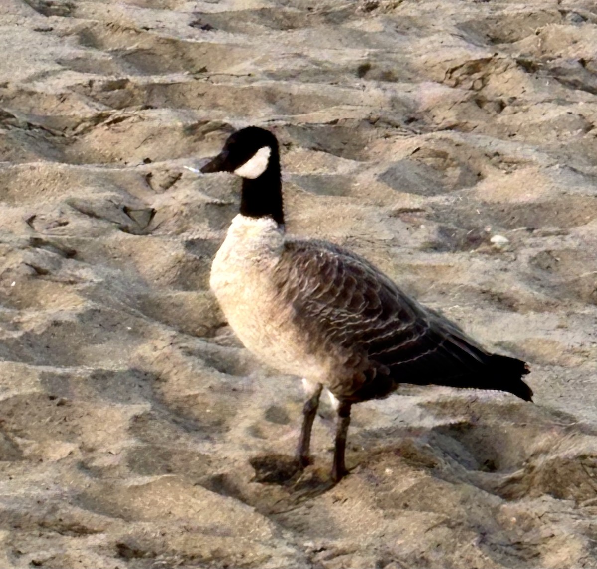 Branta kanadar txikia - ML642516486