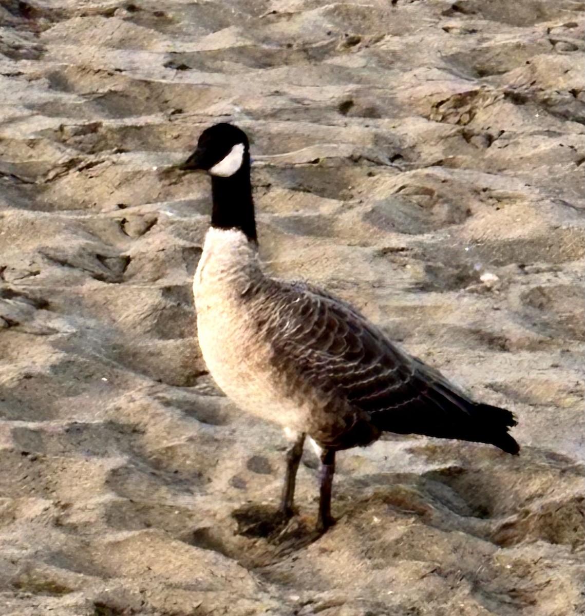 Branta kanadar txikia - ML642516490