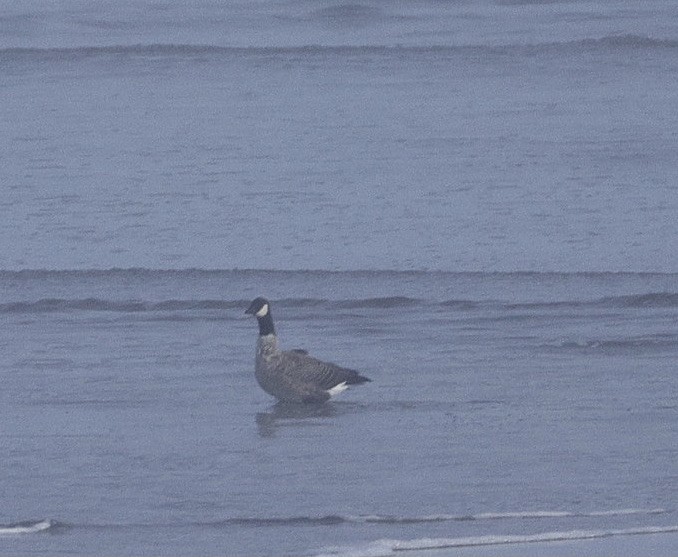 Branta kanadar txikia - ML642516491