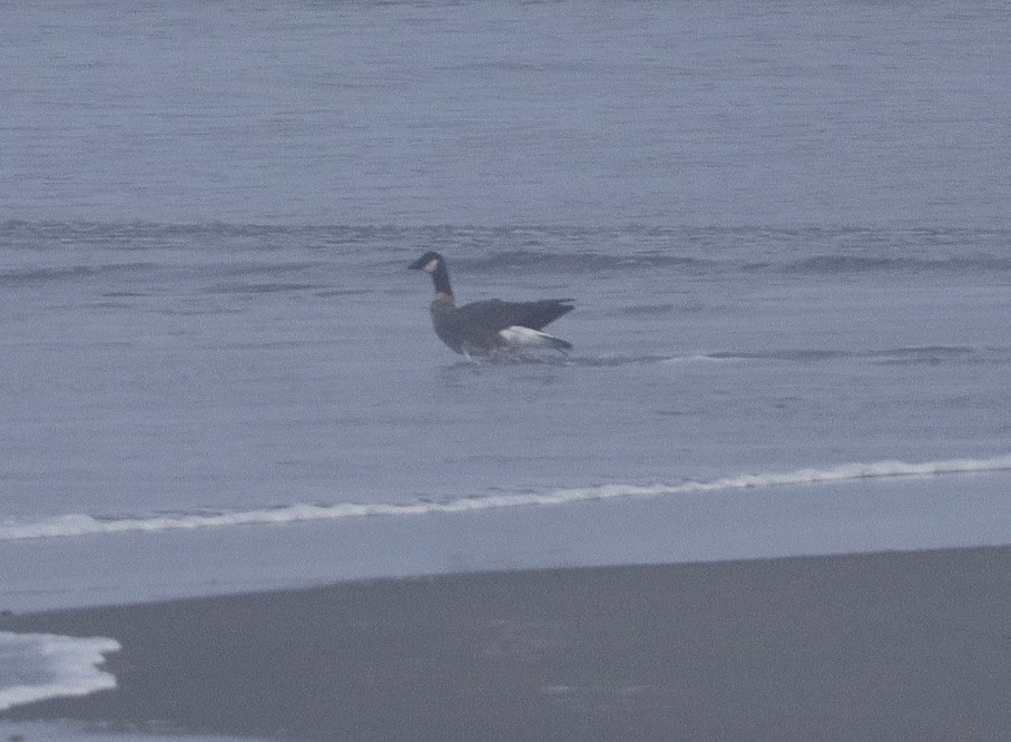 Branta kanadar txikia - ML642516492