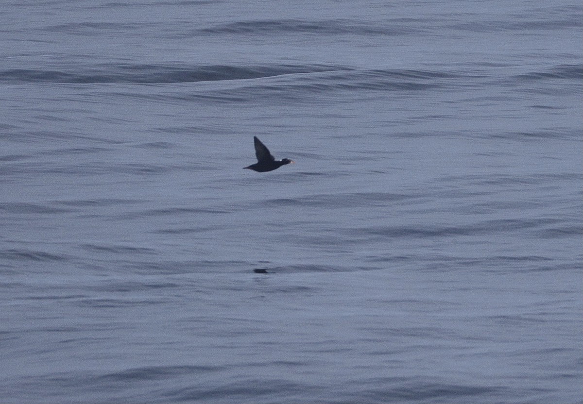 Surf Scoter - ML642516494