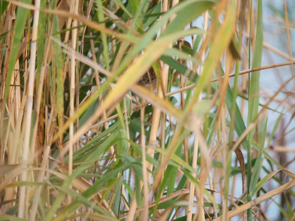 Pallas's Grasshopper Warbler - ML642516508