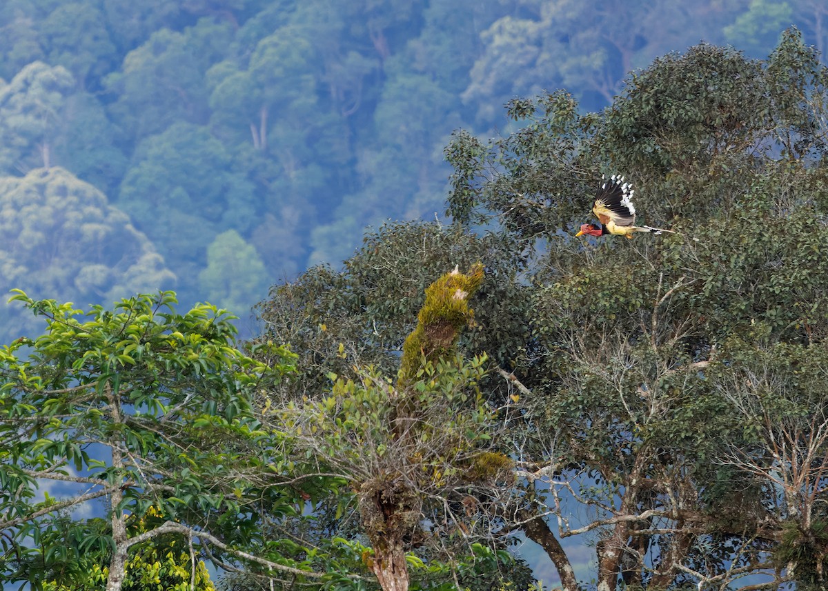 Helmeted Hornbill - ML642516509