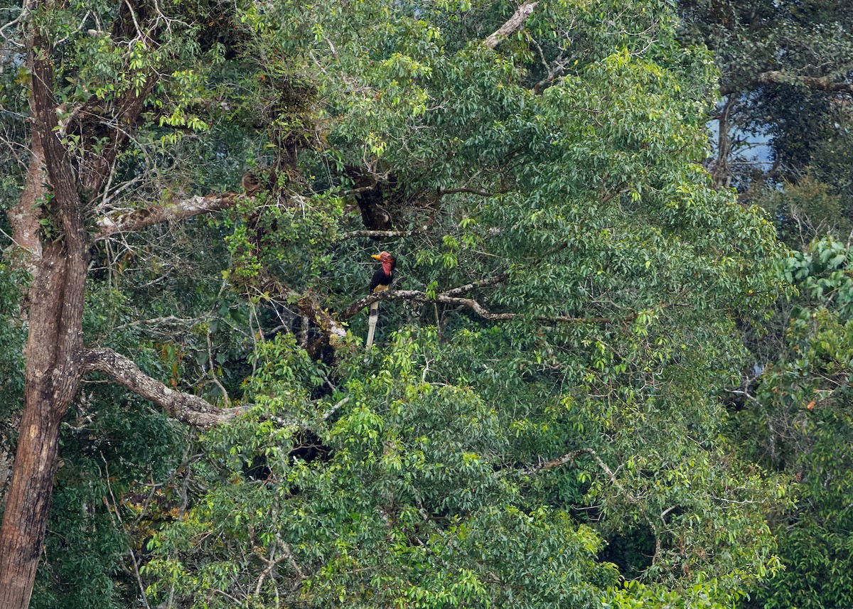 Helmeted Hornbill - ML642516510