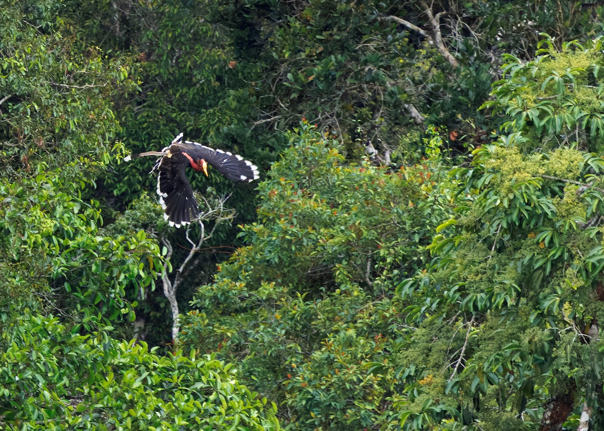 Helmeted Hornbill - ML642516511