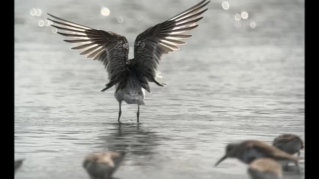 Great Knot - ML642516514