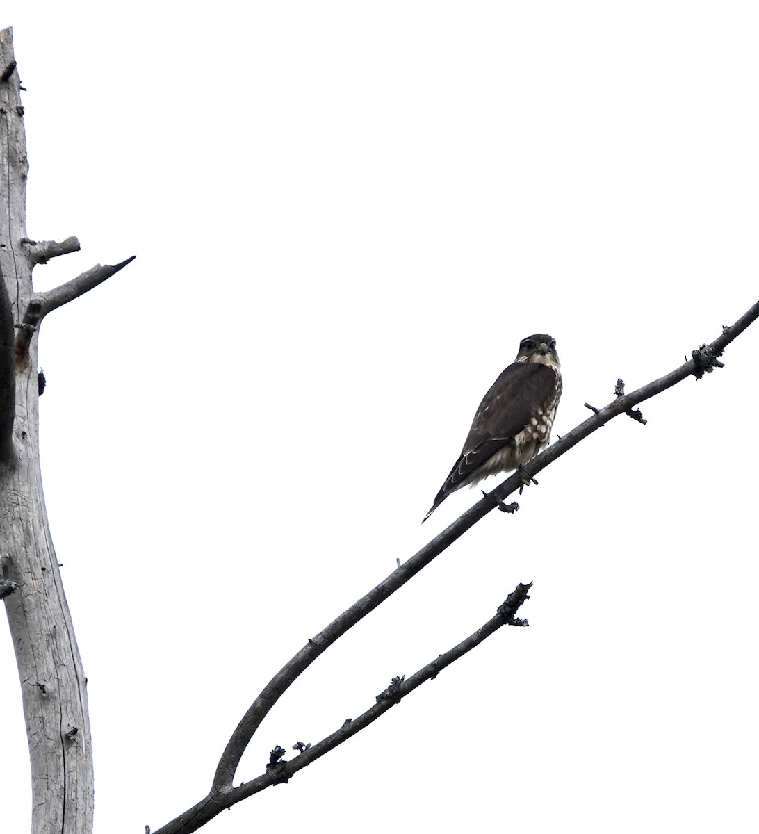 Merlin - ML642516552