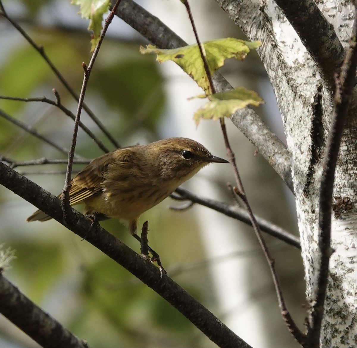 Palm Warbler - ML642516553