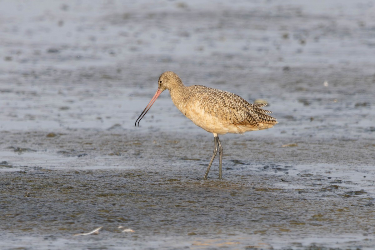 Marbled Godwit - ML642516562