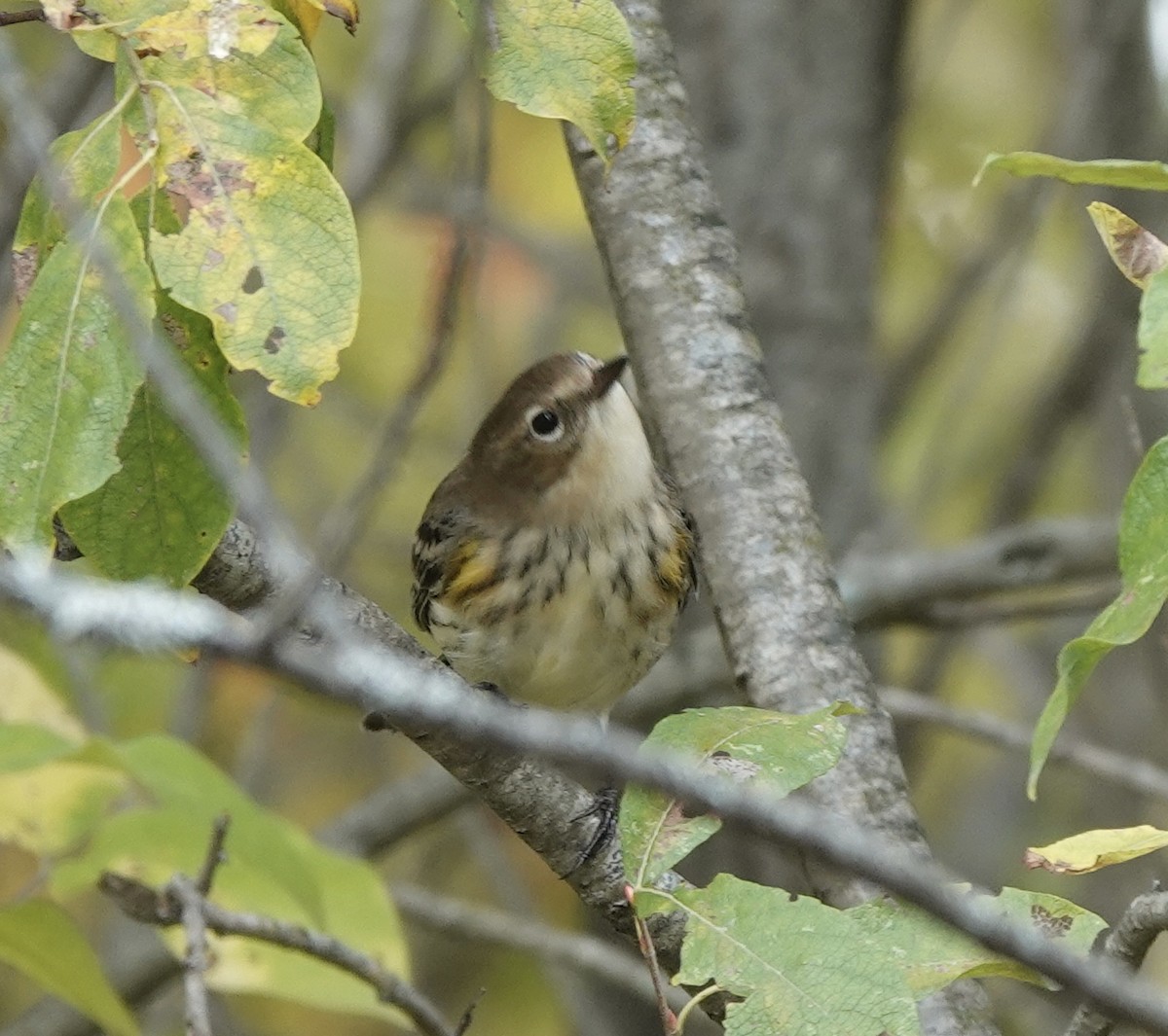 Yellow-rumped Warbler - ML642516576