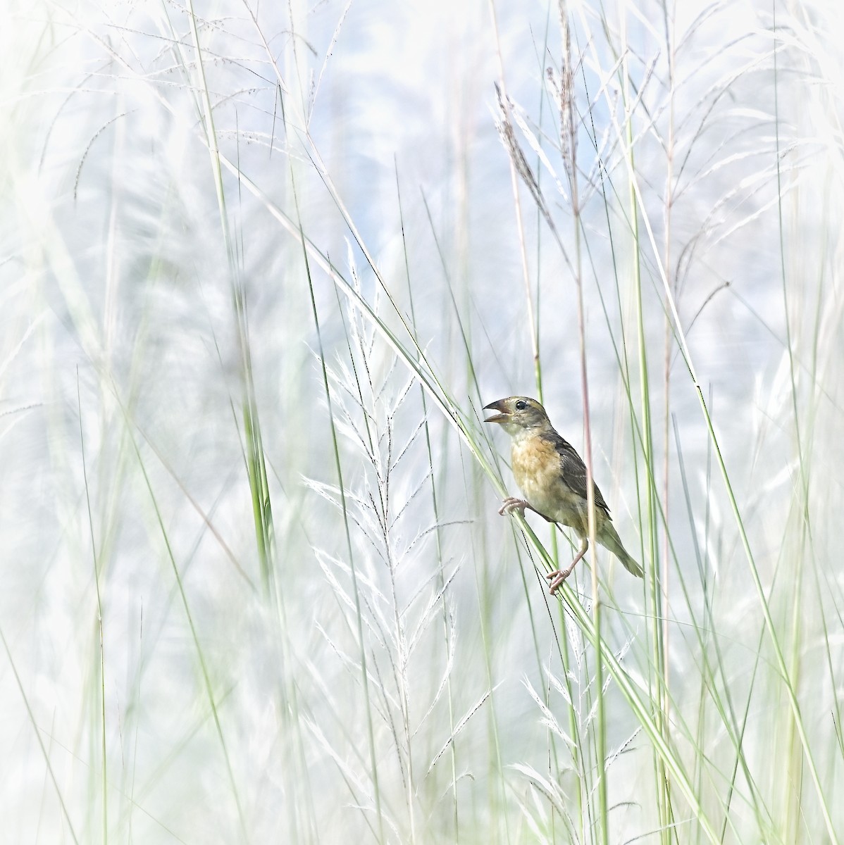 Baya Weaver - ML642516577