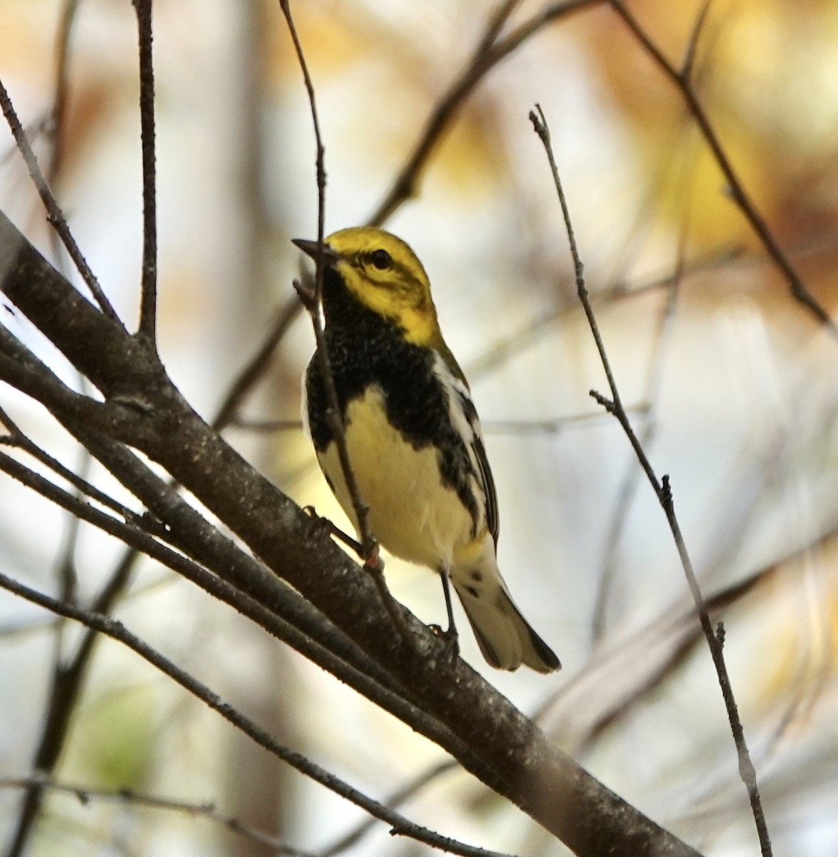 Black-throated Green Warbler - ML642516578