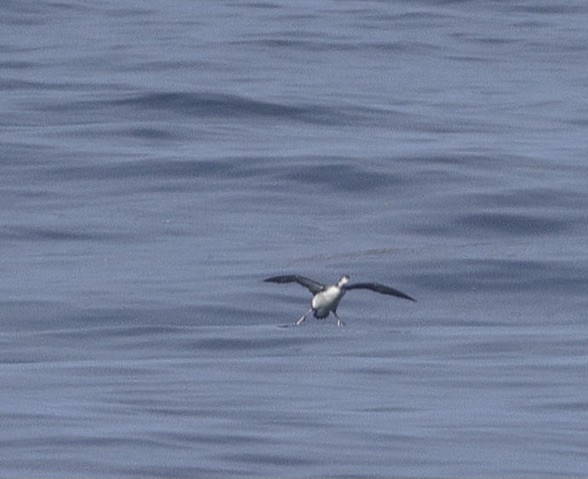 Common Loon - ML642516583