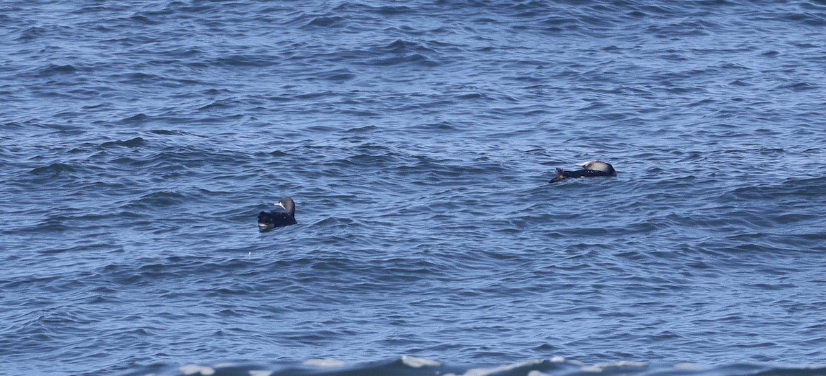 Pacific Loon - ML642516588