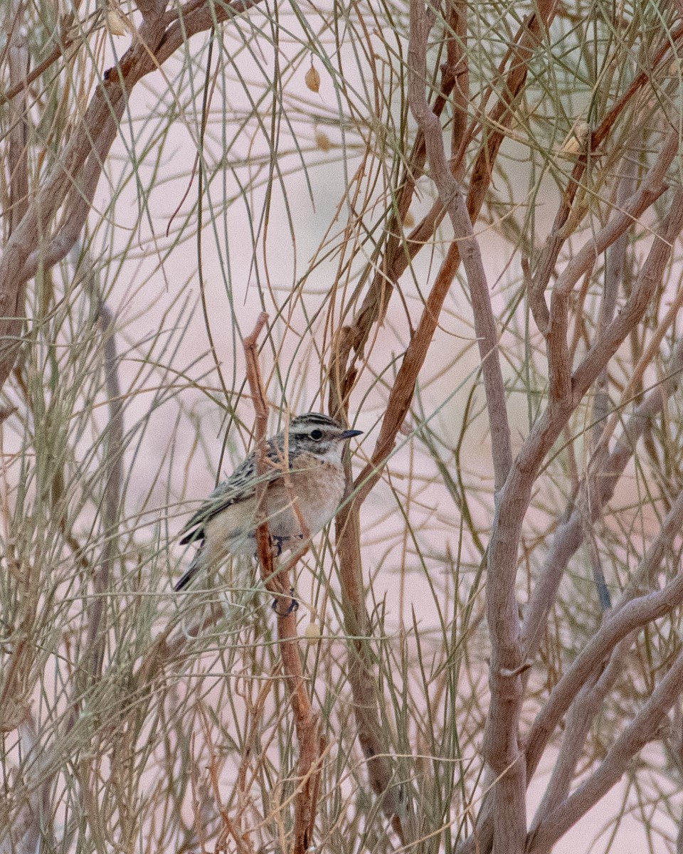 Whinchat - ML642516590