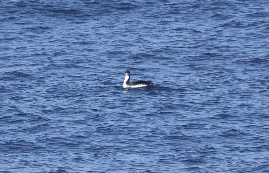 Pacific Loon - ML642516593
