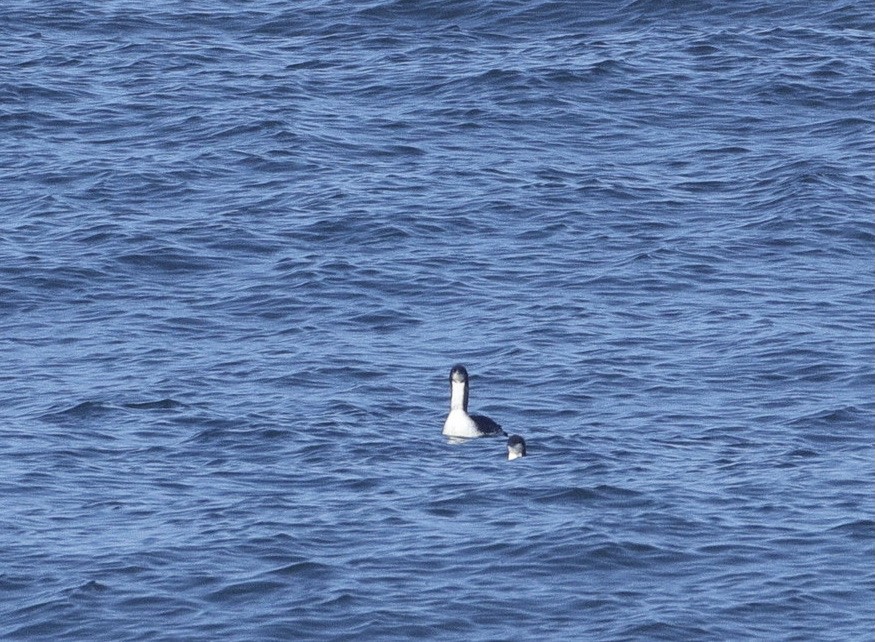 Pacific Loon - ML642516595