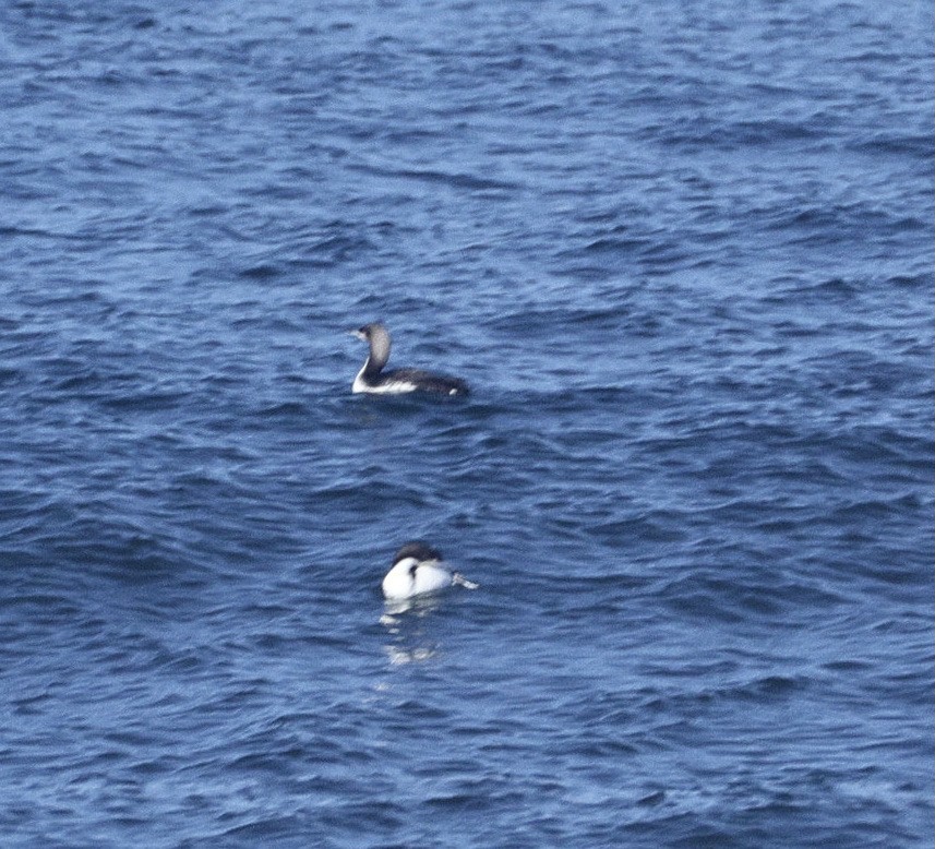 Pacific Loon - ML642516598
