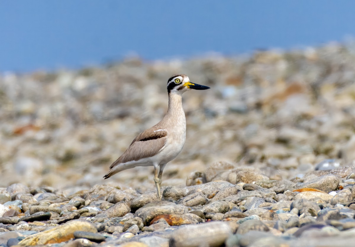 Great Thick-knee - ML642516626