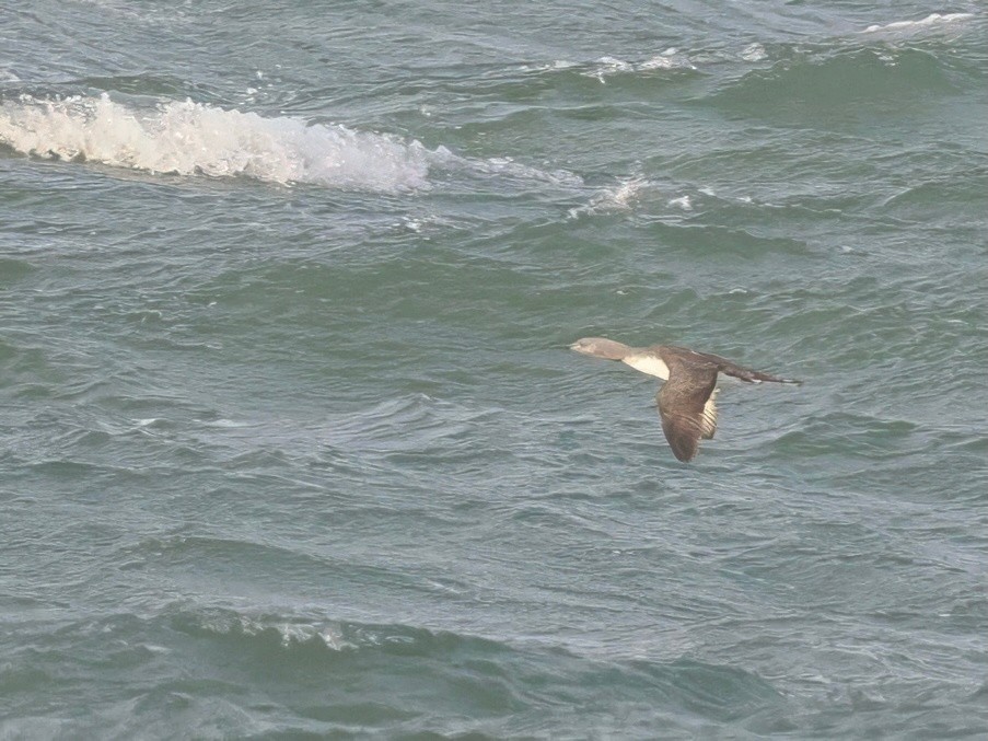 Red-throated Loon - ML642516632