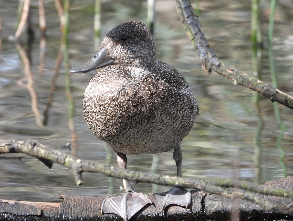 Freckled Duck - ML642516637