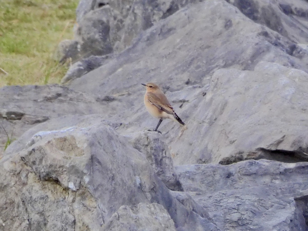 Northern Wheatear - ML642516643