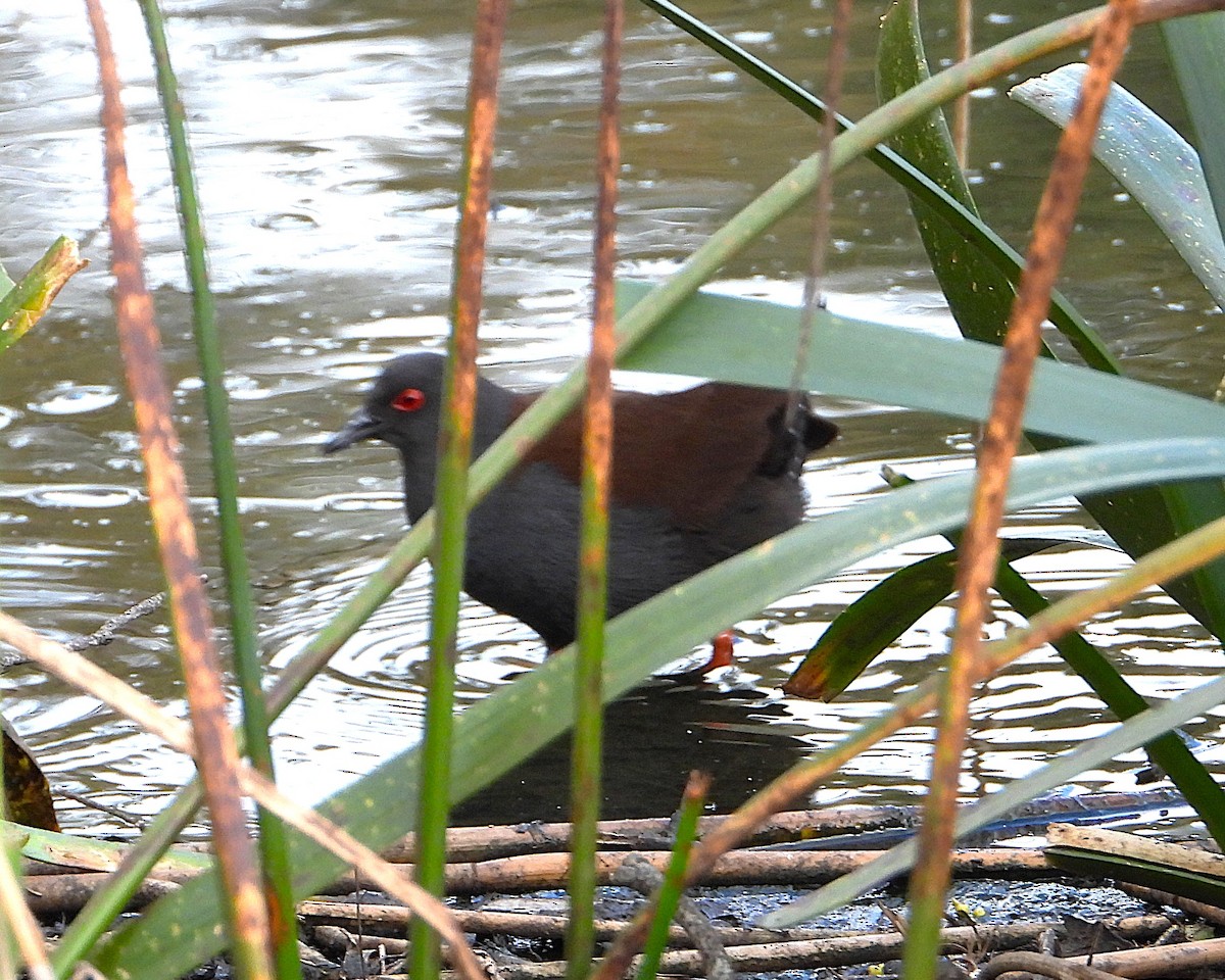 Spotless Crake - ML642516644