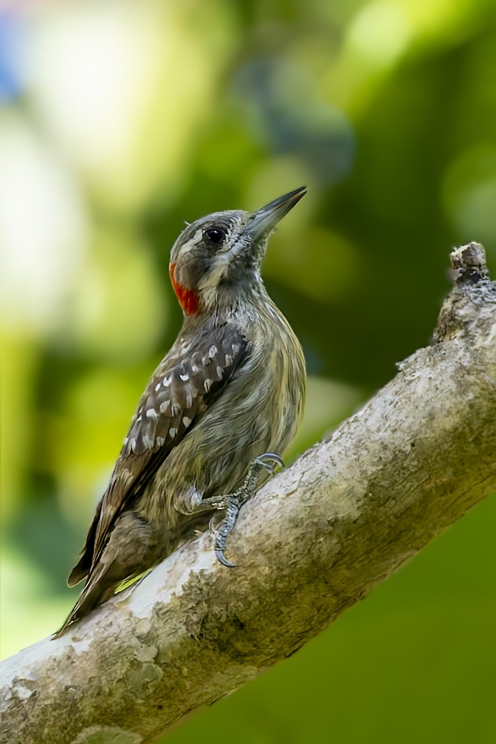 Sulawesi Pygmy Woodpecker - ML642516648