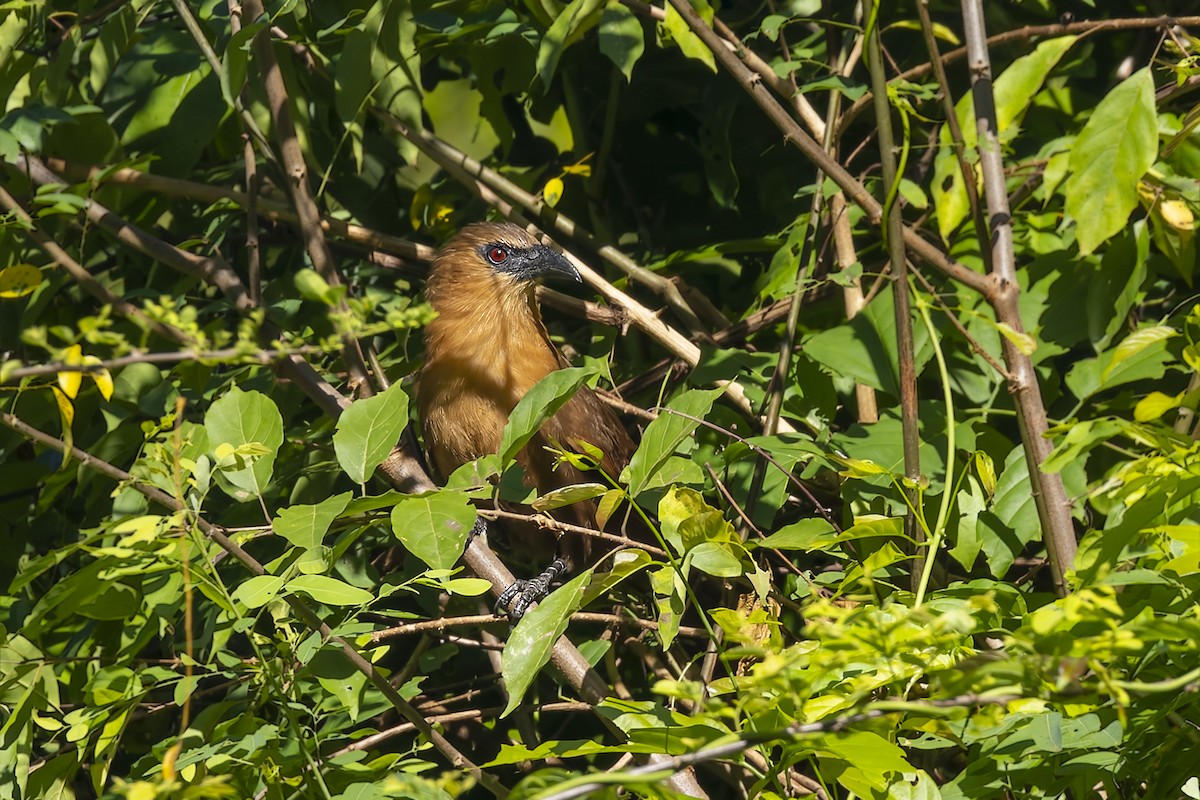 Bay Coucal - ML642516665