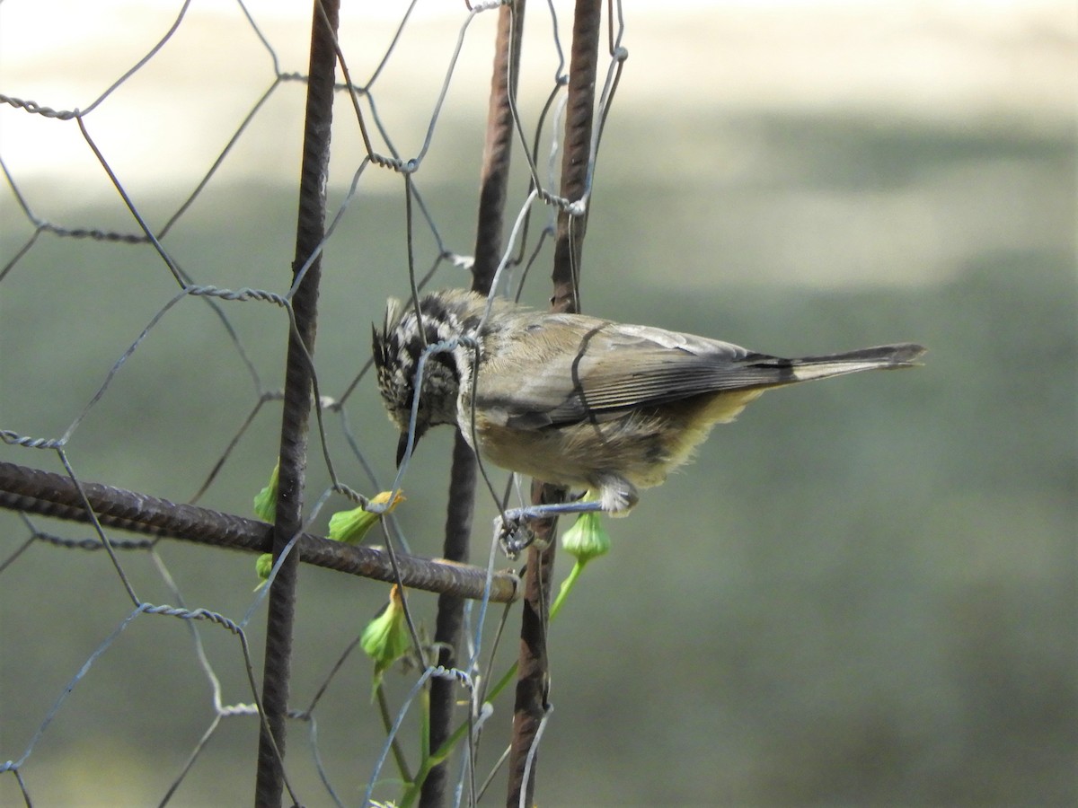 Mésange huppée - ML642516671