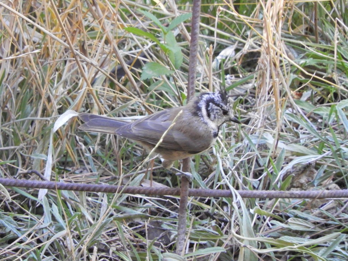 Mésange huppée - ML642516673