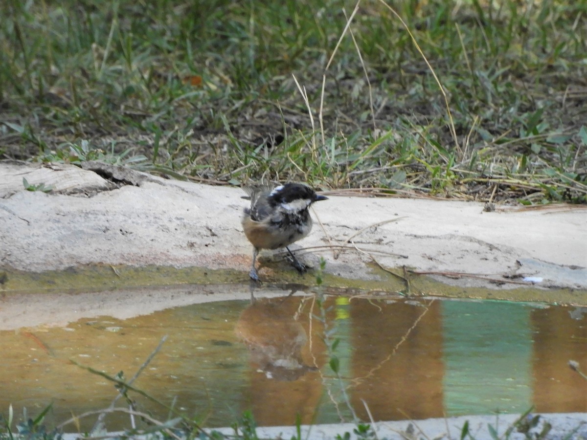 Mésange noire - ML642516680