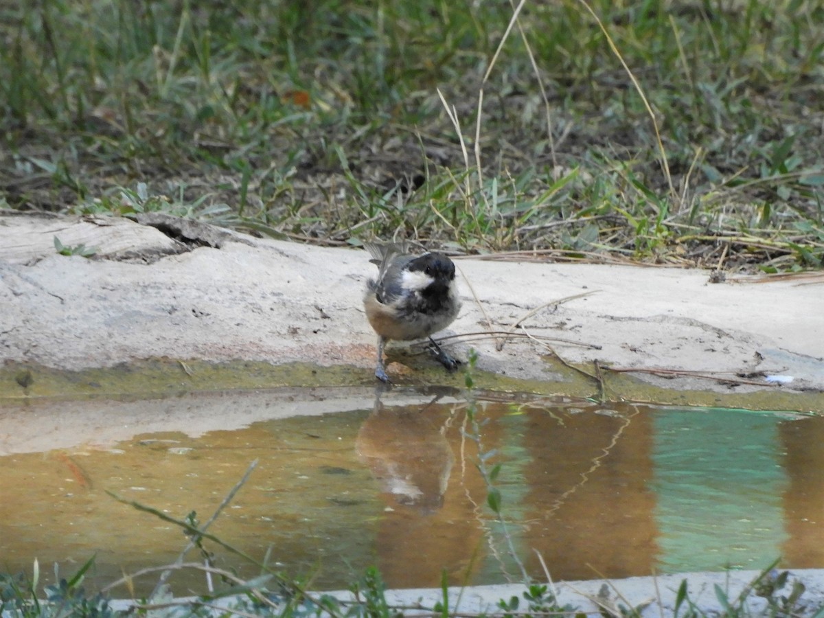 Mésange noire - ML642516681