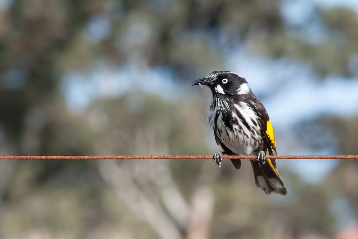 New Holland Honeyeater - ML642516683
