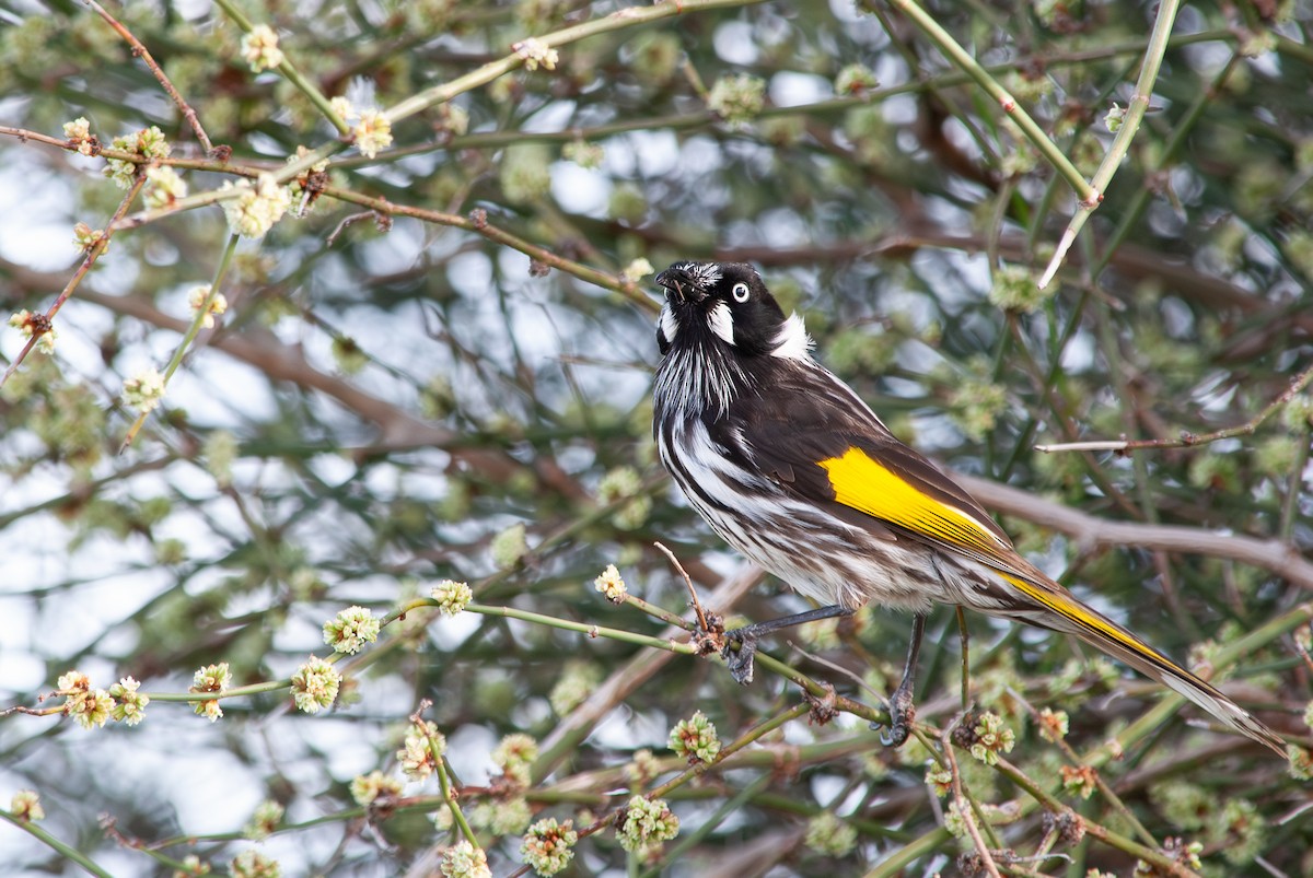 New Holland Honeyeater - ML642516684