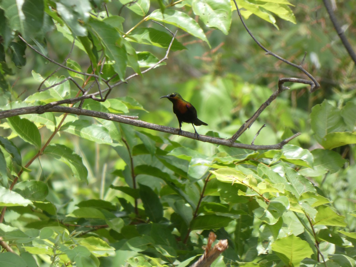 Copper Sunbird - ML642516699