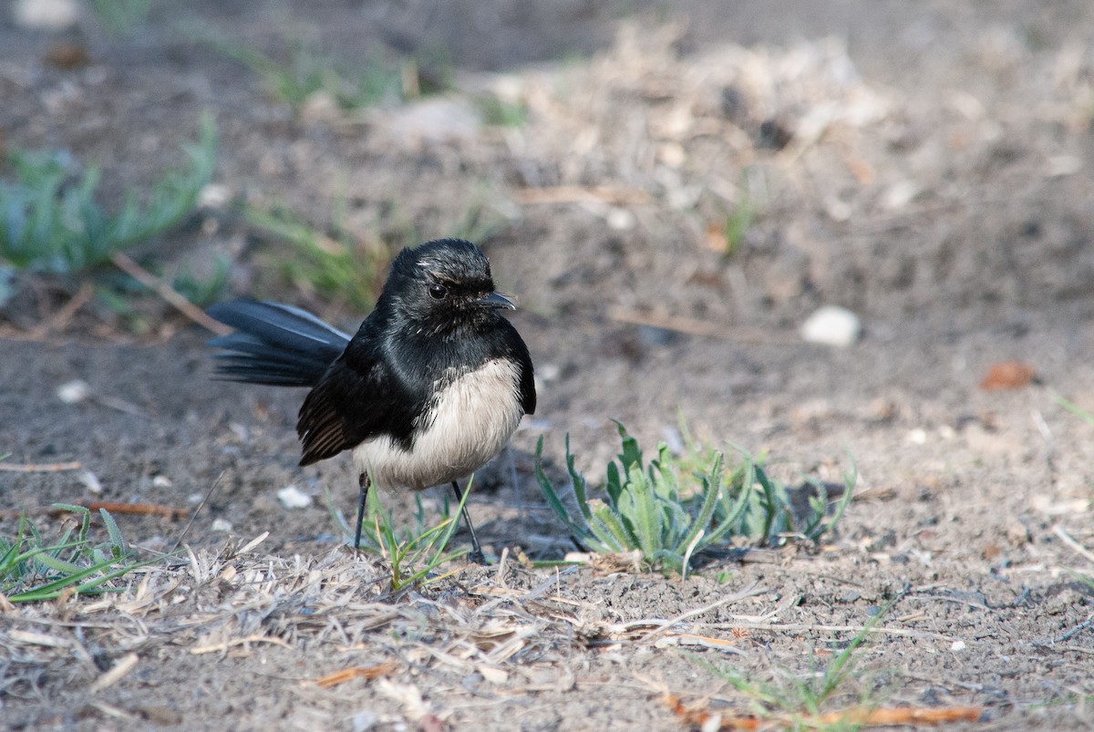 Willie-wagtail - ML642516700