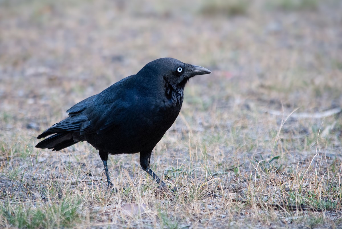 Little Raven - ML642516702